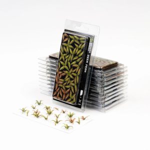Декоративна рослина gamers grass: deer fern